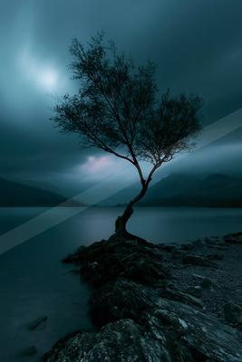 A night long exposure nature scene of an oak tree, reflection.