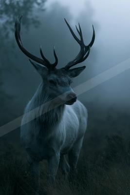 A moody wildlife photo of wildlife.