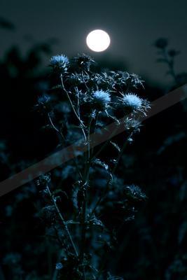 A night nature scene of flowers.