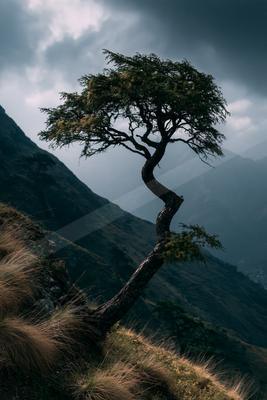 A dramatic nature scene of trees.