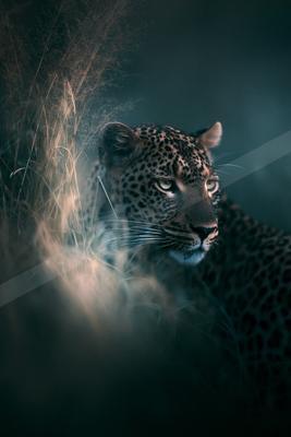 A brown-toned moody photograph of leopard, jaguar, snow leopard.