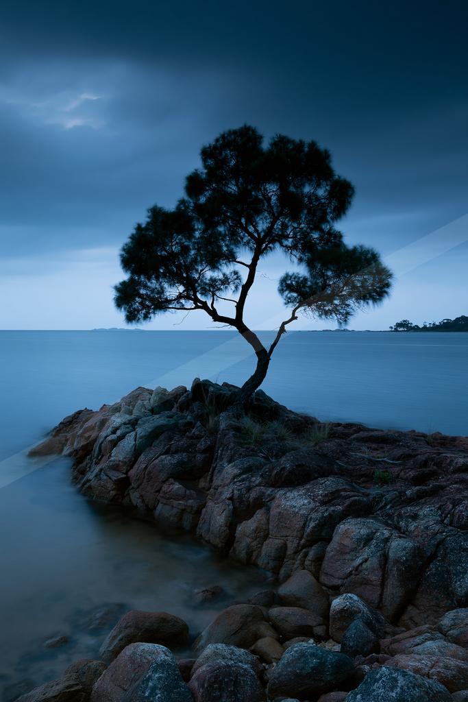 A solitary tree stands silhouetted on a rocky outcrop by calm water under a moody blue dusk sky.
