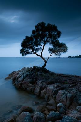 A solitary tree stands silhouetted on a rocky outcrop by calm water under a moody blue dusk sky.