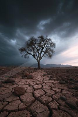 A moody nature scene of trees, desert, storm.