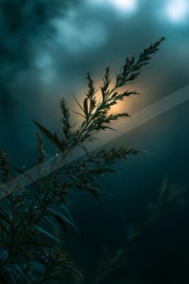 A night bokeh nature scene of plants, field, fog.