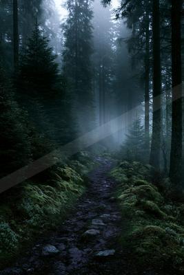 A moody nature scene of forest, fog.