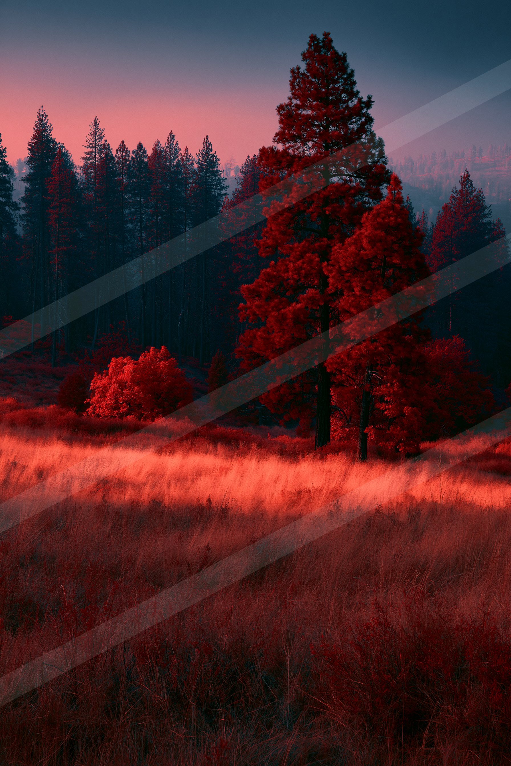 An ethereal high contrast nature scene of a forest, fog.
