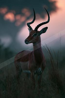 A moody wildlife photo of wildlife.