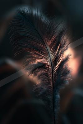 A moody still life of abstract texture, bird.