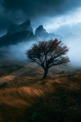 A dramatic nature scene of trees, fog.