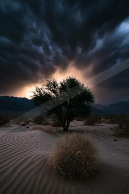 A dramatic sky scene of storm, desert, trees.