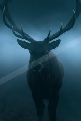 A moody wildlife photo of deer.