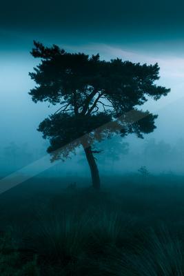 A blue hour nature scene of trees, storm, nebula.