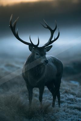A gray-toned moody photograph of ibex, gazelle, hartebeest.