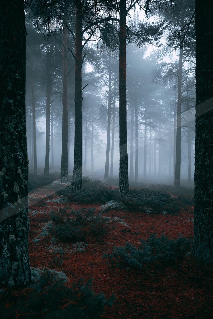 A dramatic nature scene of forest, fog.