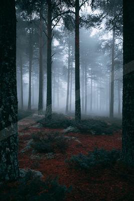 A dramatic nature scene of forest, trees, fog.