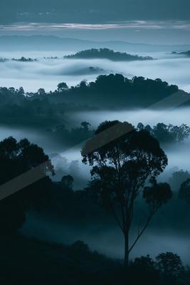 A night nature scene of forest, trees, valley.