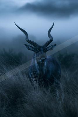 A black-toned moody photograph of hartebeest, impala, gazelle.