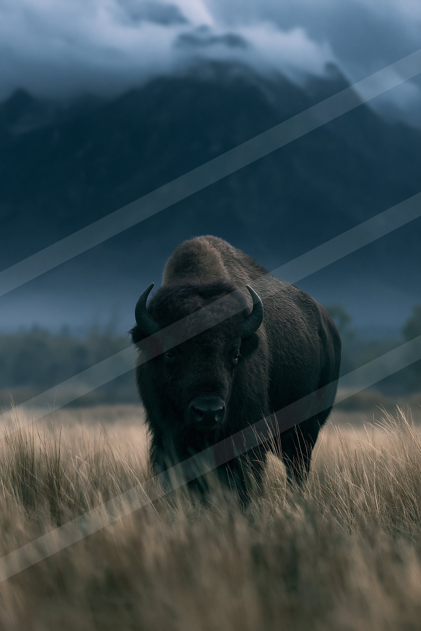 Water buffalo in the misty wilderness.