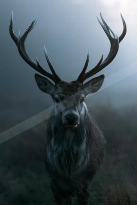 A large male deer with impressive antlers stands in a misty forest, looking directly at the camera.