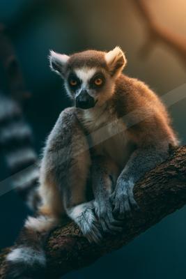 A black-toned moody photograph of indri, madagascar cat, titi.