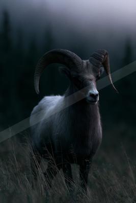 A large bighorn ram with massive curved horns stands in tall grass, looking directly at the camera against a foggy forest backdrop.