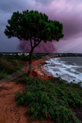 A solitary green pine tree stands on a red earthen cliff overlooking a churning ocean with white waves, under a dramatic purple and dark cloudy sky with distant