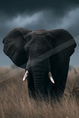 A brown-toned moody photograph of tusker, african elephant, indian elephant.
