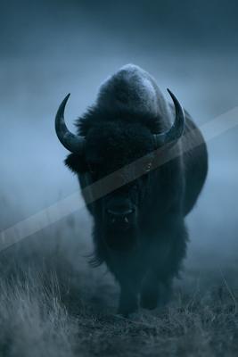 A green-toned moody photograph of bison, ox, water buffalo.