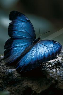 A vibrant blue morpho butterfly with fully spread wings resting on a dark, textured rock in soft natural light.