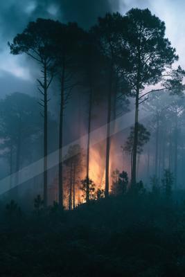 A dramatic nature scene of forest, fog.