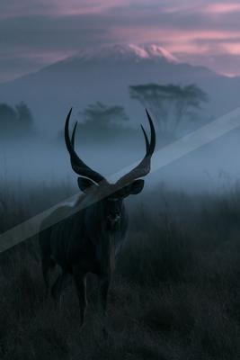A large male greater kudu with impressive spiral horns stands in tall grass of a foggy savanna, with a snow-capped mountain visible in the pink-hued sky behind 