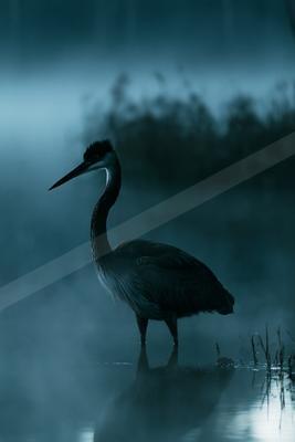 A moody wildlife photo of wildlife, bird.