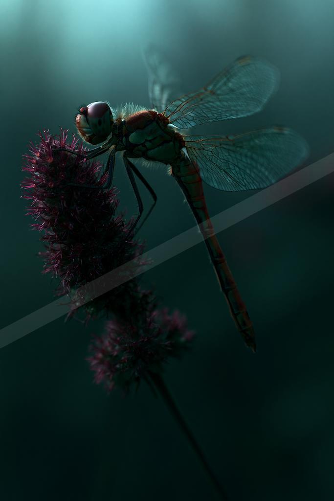 A moody macro wildlife photo of wildlife.