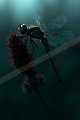 A moody macro wildlife photo of insect.
