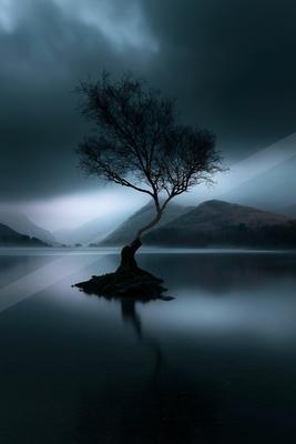 A dramatic high contrast nature scene of an oak tree, reflection.