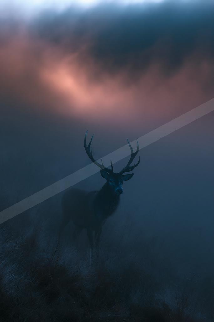 A black-toned moody photograph of ibex, hartebeest, gazelle.