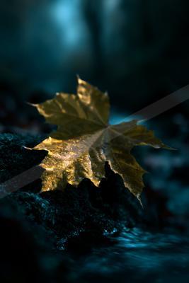 A single golden maple leaf covered in glistening water droplets rests on a dark, wet rock beside a flowing stream, illuminated by dramatic light against a blurr