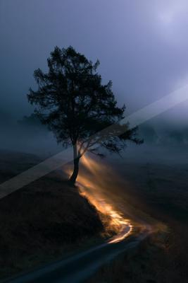 A night long exposure nature scene of trees, fog.