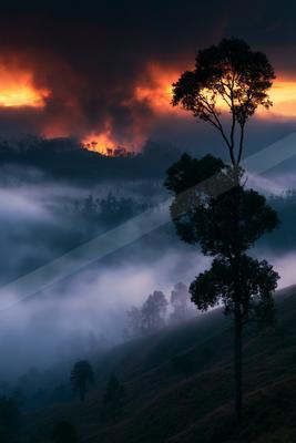 A dramatic sky scene of sunrise, sunset, trees.
