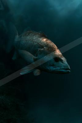A moody wildlife photo of wildlife.