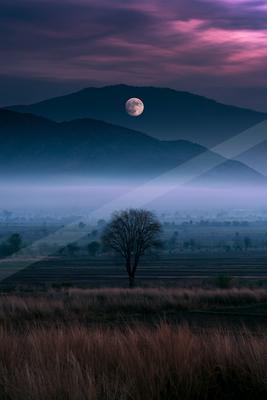 A blue hour nature scene of trees, mountains, valley.