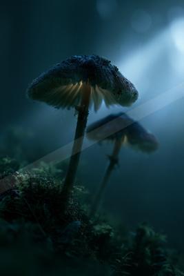 A moody nature scene of forest.