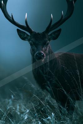 A moody wildlife photo of a deer.