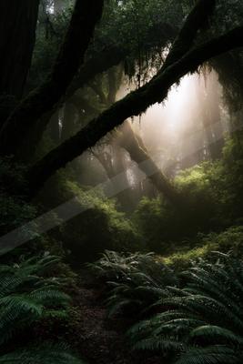 A moody nature scene of forest.