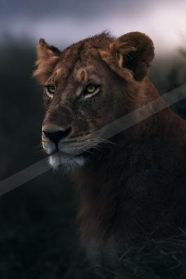 A black-and-white moody photograph of lion, cougar, leopard.