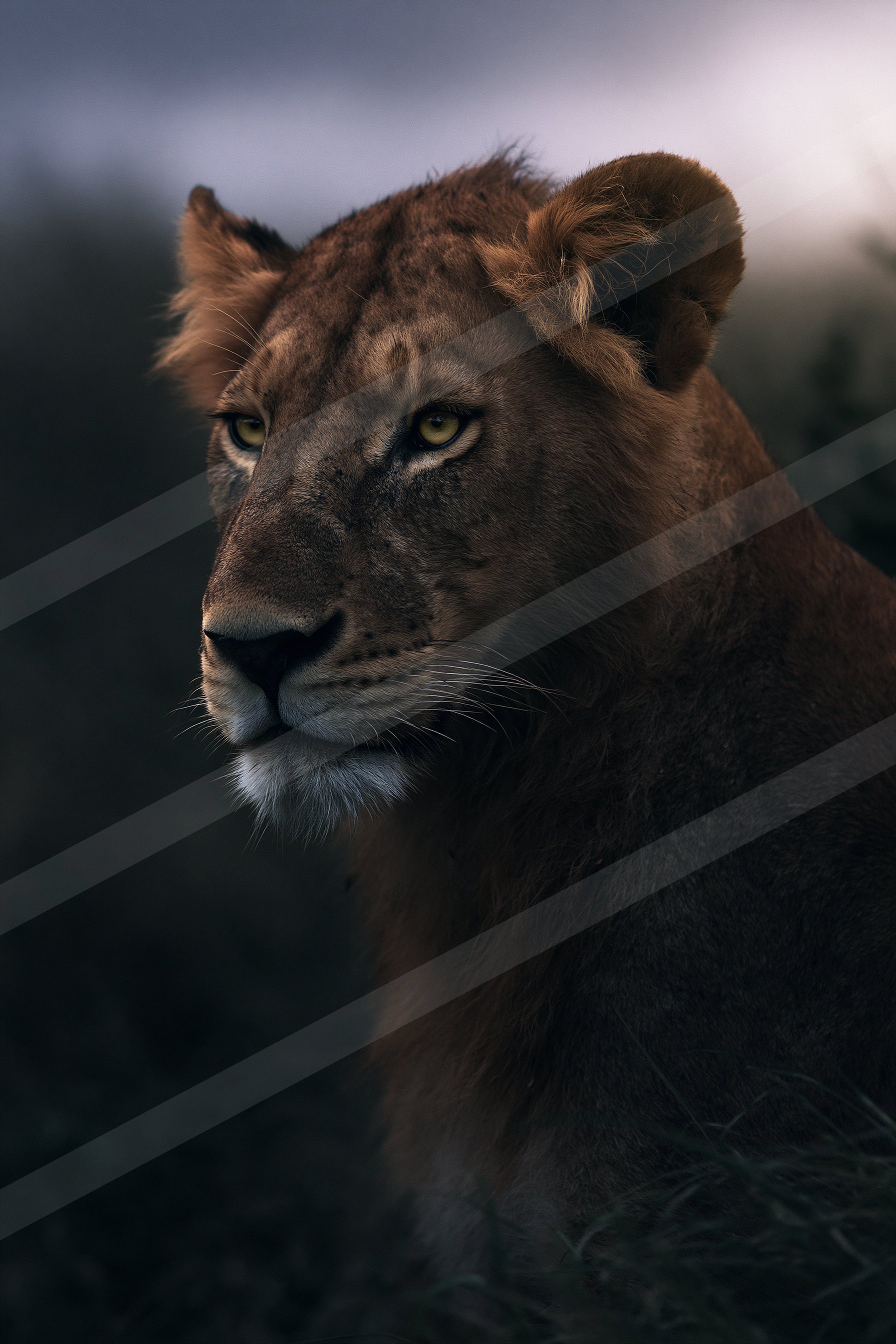 Big cat.