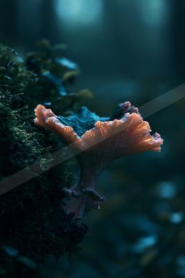 A moody macro wildlife photo of fish, still life, reflection.