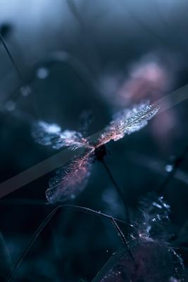 A moody still life.