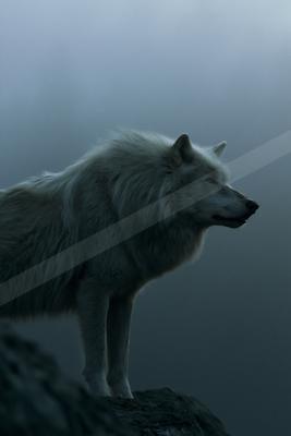 A white wolf with thick fur stands in profile on a dark rocky ledge, gazing right into a dense foggy background.